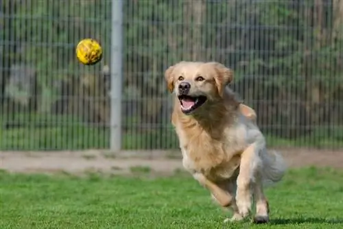 seekor anjing berlari dan mengejar bola di taman