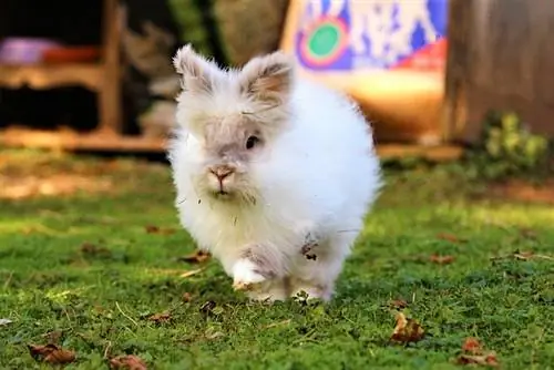 Thỏ Angora tiếng Anh