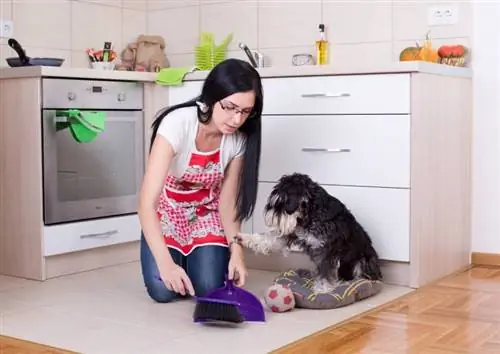 người phụ nữ quỳ gối trong khi dọn dẹp con chó schnauzer thu nhỏ của mình trong bếp