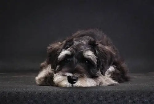 Kədərli miniatür Schnauzer