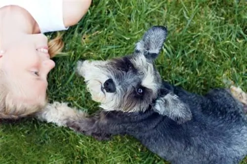 Schnauzers miniatura são bons com crianças? Tudo o que você precisa saber