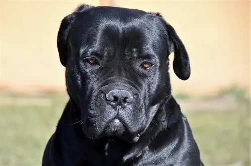 3canecorso