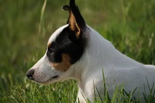 Terrier de rata astuto de juguete