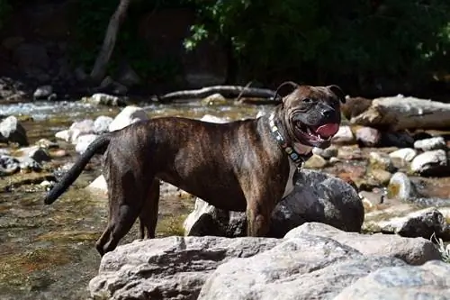 4Staffordshire Terriër