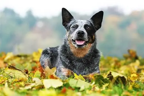 Beau chien de bétail australien