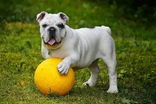 Bulldog Inggris dengan bola kuning