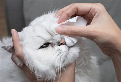 Reinigen Sie die Augen einer Perser-Chinchilla-Katze mit einem Wattepad