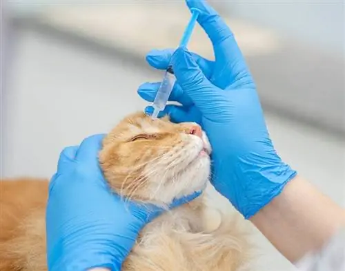 Veterinário pingando gotas no olho de gato