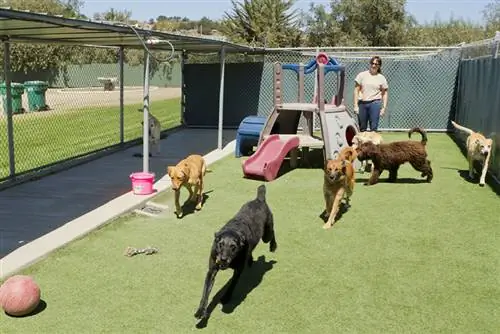 Eine Mitarbeiterin der Kindertagesstätte betreut mehrere Hunde beim gemeinsamen Spielen