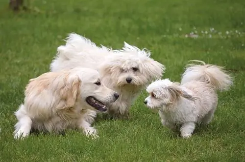 tiga anjing bermain di luar ruangan