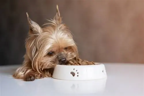 Yorkshire Terrier cu un bol de mâncare