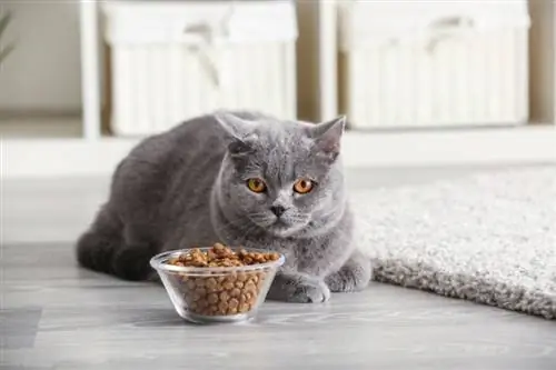 kucing abu-abu di dekat mangkuk makanan