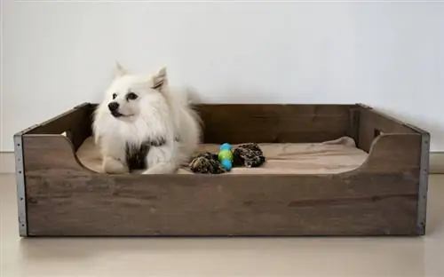 20 DIY Wood Dog Beds que você pode fazer hoje (com fotos)