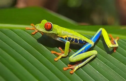 Nahaufnahme eines rotäugigen Laubfrosches