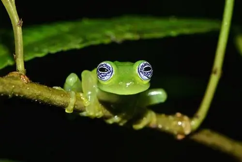 ein Frosch, der auf einem winzigen Ast sitzt