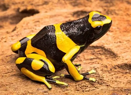 Gelb gebänderter Pfeilgiftfrosch auf dem Boden