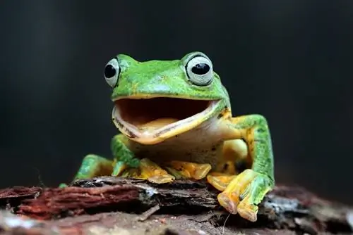 ein männlicher Java-Laubfrosch