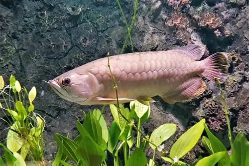 asiatisk arowana i akvariet