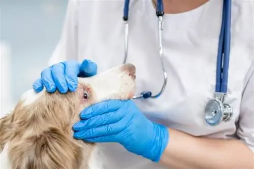 vétérinaire examinant l'oeil du chien