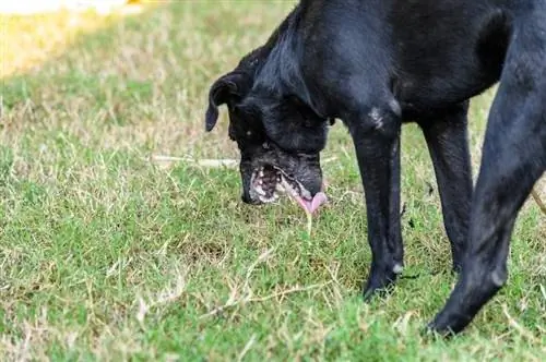 Le chien domestique noir est courbé et vomit du mucus