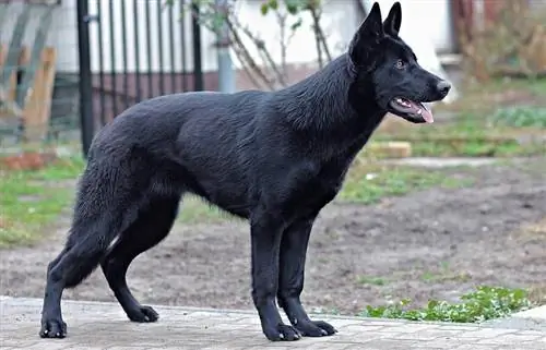 schwarzer deutscher Schäferhund