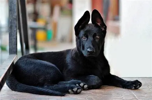 Schwarzer Schäferhundwelpe liegt auf dem Boden