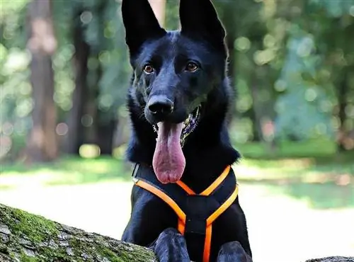 Schwarzer deutscher Schäferhund, der ein Geschirr im Wald trägt