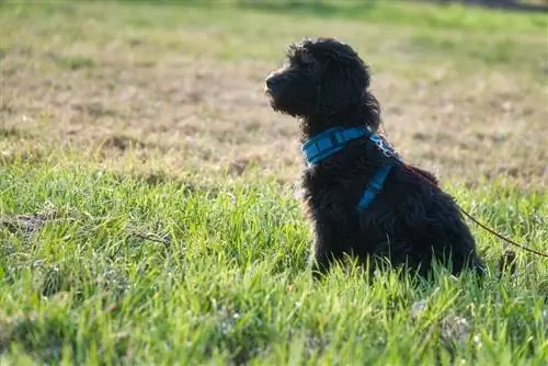 Goldendoodle Hitam