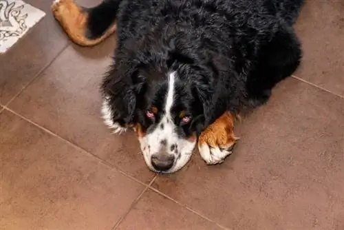 Un chiot bouvier bernois à la malade