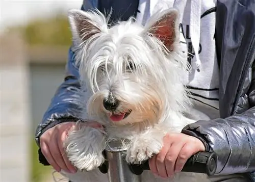 West Highland White Terrier Hund mit Besitzer eines Rollers