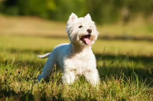 West Highland White Terrier Hund spielt auf der Wiese