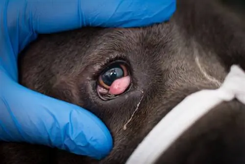 Cane corso com olho de cereja sendo examinado pelo veterinário