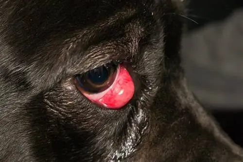 Može li se spriječiti Cherry Eye kod Cane Corsa? Sve što trebate znati