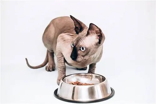 Sphynx canadien mangeant