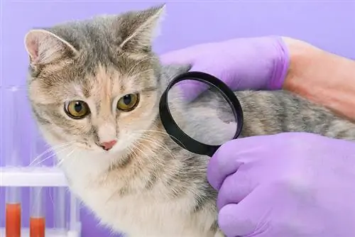 Infección por hongos en gatos: causas explicadas por veterinarios, prevención & Signos