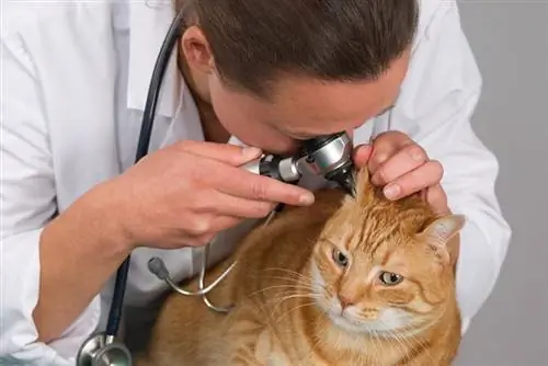 Ein Tierarzt untersucht das Ohr einer getigerten Katze mit einem Otoskop