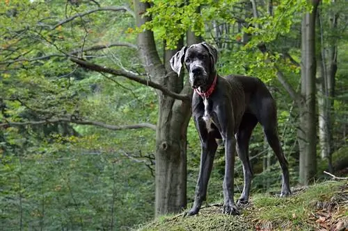 Europese Duitse Dog