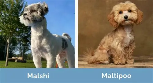 Malshi vs M altipoo costat a costat