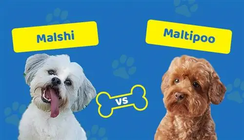 Malshi vs M altipoo - Ni ipi Inayokufaa?