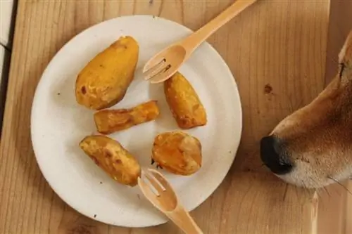 batata doce para cães