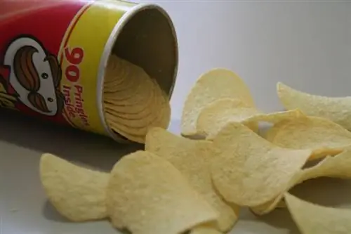 Vai suņi var ēst Pringles? Ko saka Zinātne