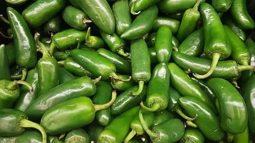 zöld jalapeños