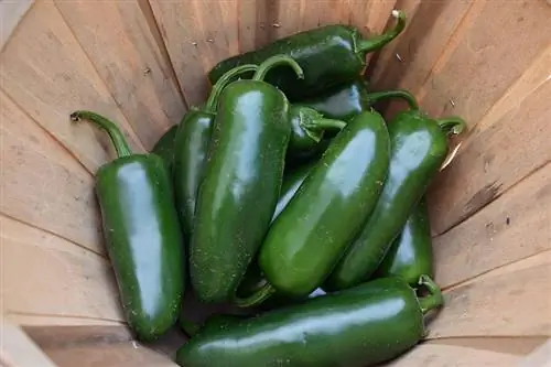 rohelised jalapeñod puidust korvis