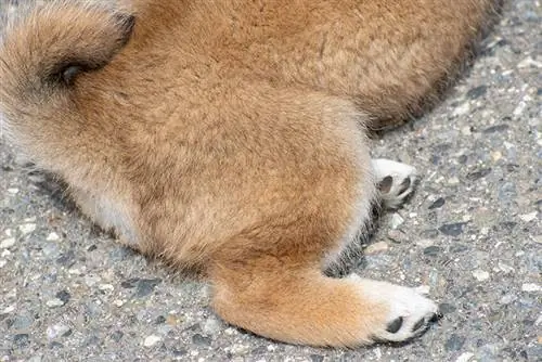 Գեղեցիկ shiba inu էշ և պոչ