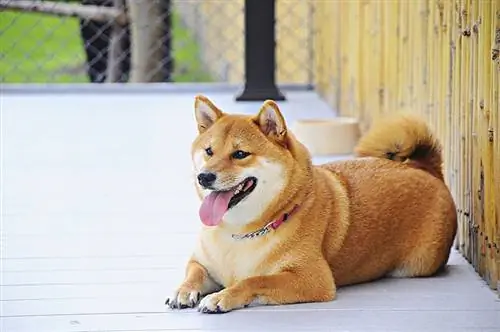 Câinele mare Shiba