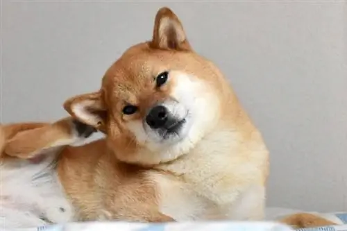 shiba inu draskymo ausis