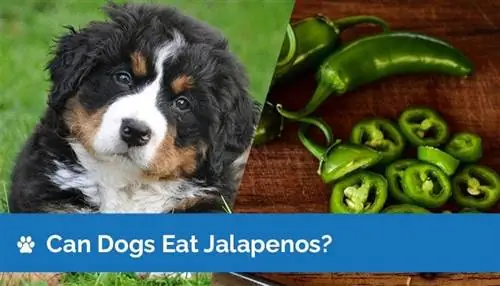 Ar šunys gali valgyti Jalapenos? Ar Jalapenos kenkia šunims?