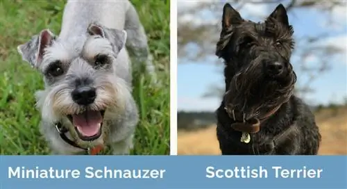 Miniatur Schnauzer vs Scottish Terrier berdampingan