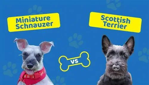 Miniatuur Schnauzer vs Skotse Terrier: Watter troeteldier is die beste vir jou?