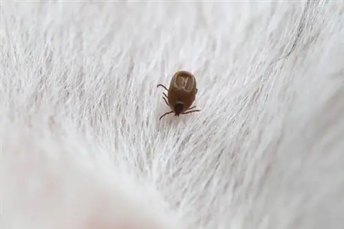 grande segno di spunta sul cane